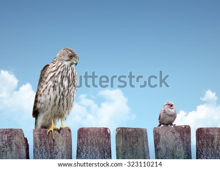 Big and small birds sitting on a fence. Strength and weakness concept.