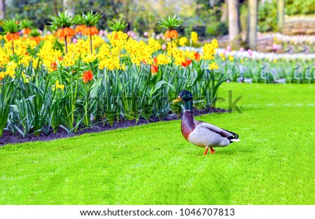 Duck on green grass at flower bed landscape