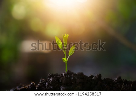 Seedlings grow in soil with sun light. Planting trees to reduce global warming.
