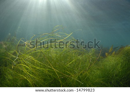 Streaks of sunlight pierce the surface of the ocean while grass and kelp wave in the currents