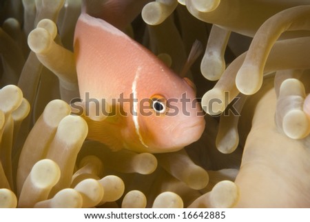 Pink Anemonefish (Amphiprion perideraion) peeking out from the safety and security of its anemone home.