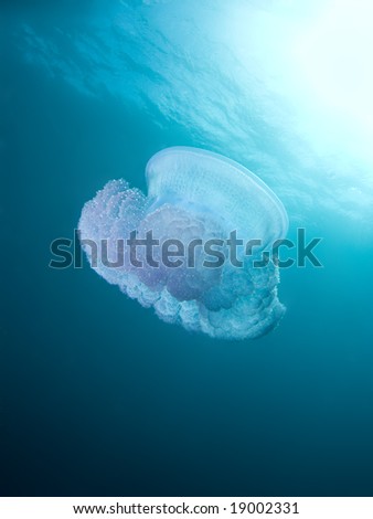A Crown Jelly (Cephea cephea of the order Coronatae) drifts in mid water under the ocean