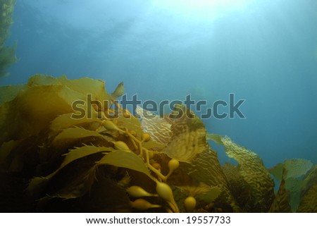 Giant Kelp (Macrocystis pyrifera) underwater with the sun on the surface casting light rays down.