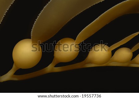 Closeup of Giant Kelp (Macrocystis pyrifera) pneumatocysts (flotation bulbs) on a black background