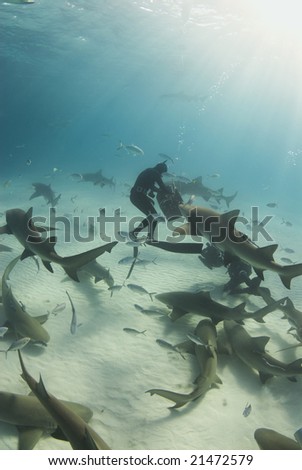 A freediver reaches into the bait box to get a snack for a pack of circling Lemon Sharks (Negaprion brevirostris)