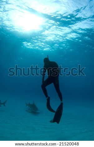 A freediver ascends back to the surface after spending some time interacting with Lemon Sharks