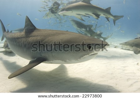 A tiger shark (Galeocerdo curvier) swims by as lemon sharks eat behind her