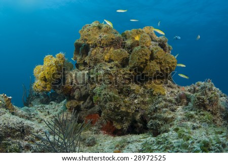 A yellow head of coral is home to yellow fish in the reefs of the Bahamas