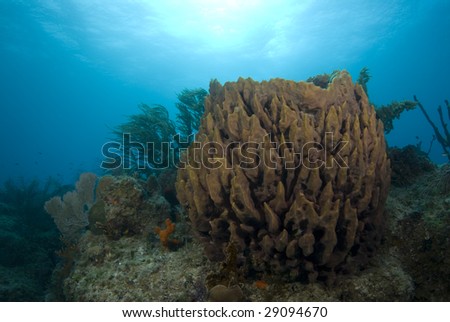 A brown coral head with fish swimming about under the sun glowed surface of the bahamian sea.