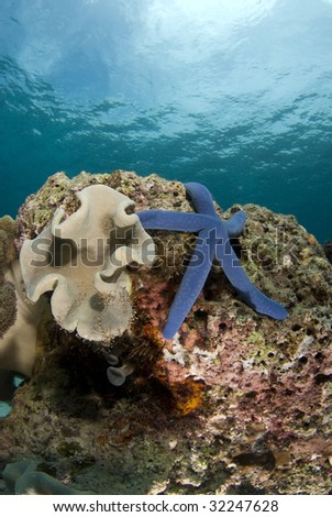 Blue Sea Star (Linckia laevigata) on a coral head underwater with the partly cloudy sky visible obove the water\'s surface.