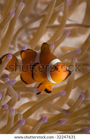 A False Clown Fish (Amphiprion ocellaris) in it\'s home anemone (Heteractis magnifica) in the oceans of the Philippines.