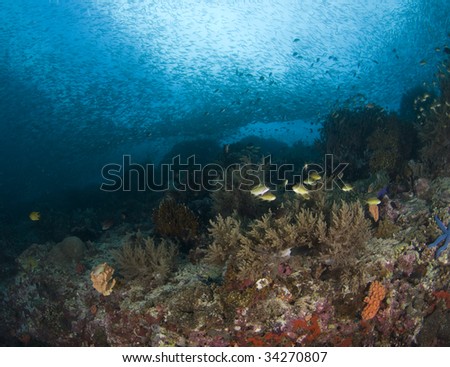 Scenic underwater view of the diversity of life on the reefs in the South China Sea