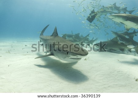 A tiger shark (Galeocerdo curvier) swims toward the camera as lemon sharks (negaprion brevirostris) eat behind her.