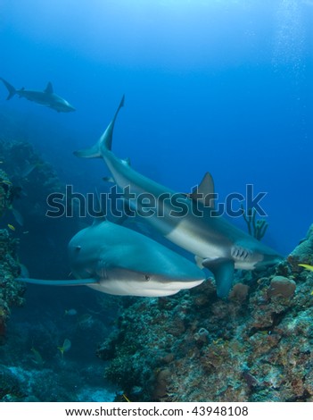 Caribbean Reef Sharks swim and eat fish above the reef at Murials Garden, a dive site located off Grand Bahama.