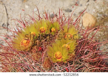 Barrel Cactus flower in the Anza Borrego Desert - Genus Ferocactus