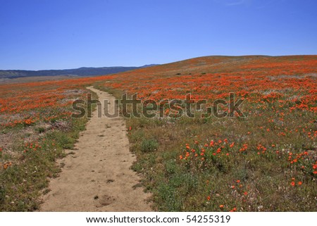 Antelope+valley+california+poppy+reserve