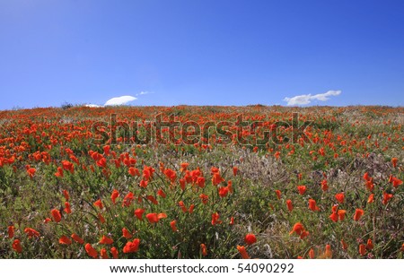california poppy reserve. California Poppy Reserve