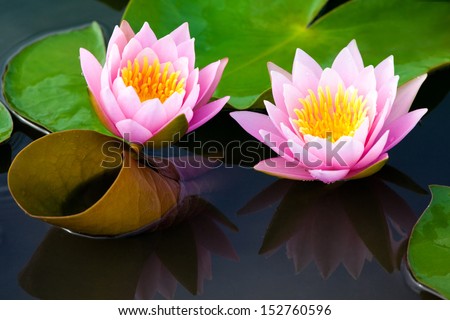 image of a lotus flower on the water