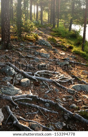 There are thick roots on rocky ground. In the background pine trees are blurred.