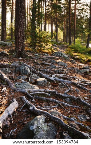 There are thick roots on rocky ground. In the background pine trees are lighted with warm sunbeams.