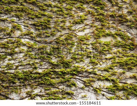 Tender green leaves and brown twisted stems of a climber plant on the white stone wall, spring background