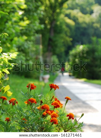 Tagetes is flowering against the blurred park. Sunlit alley is running away. Blurry silhouette of person is in the distance.