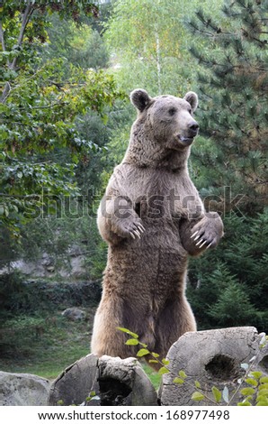 Mature brown bear is standing on hind paws in the forest.