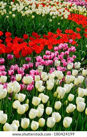 Flower bed is photographed at the moment of spring blooming. White, red and pink flowers of tulips are filled with sunlight.