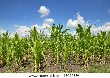 Young plants of corn grow in the black soil under the blue sky with white clouds
