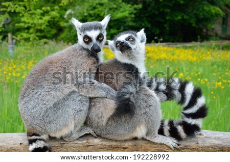 Two ring-tailed lemurs are snuggling up together for warmth on the wooden fence at the animal park.