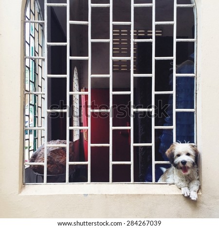 A dog in the cage wall