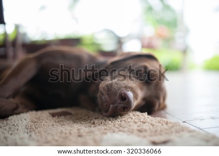 Close up Big Labrador dog sleeping on the floor