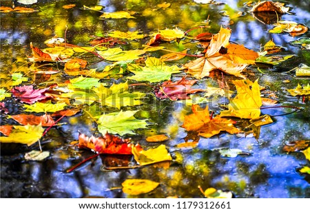 Autumn maple leaves in puddle of water. Puddle water autumn maple leaves. Autumn maple leaves in water. Autumn maple leaves fall