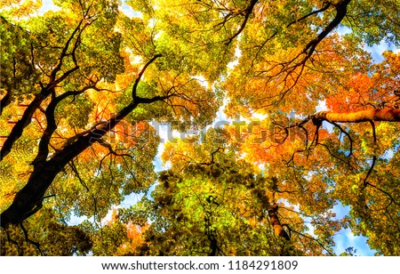 Autumn tree tops on sky background. Autumn trees sky view. Autumn tree tops in autumn forest scene