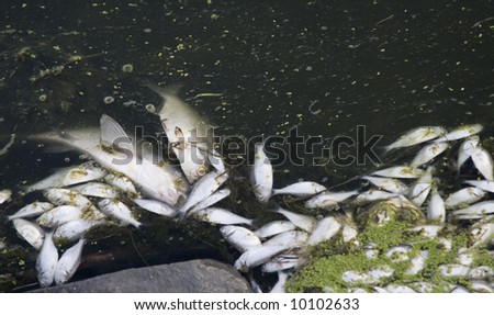 Lake Fish Kill
