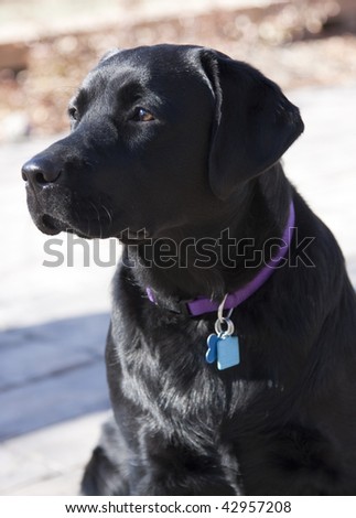 Alert black labrador retriever waits for a command.