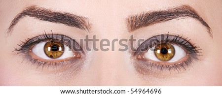 Close up of only beautiful woman eyes and eyebrow