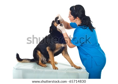 Veterinary woman look inside the dog\'s mouth in a  veterinary office