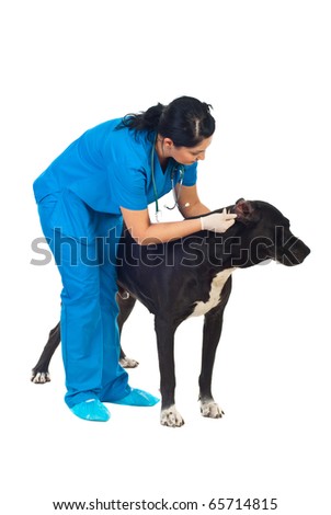 Veterinary woman checking great dane dog ears over white background