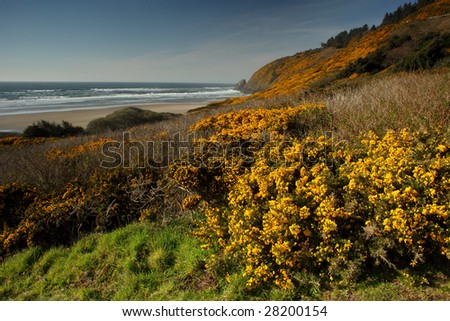 Blooming stoch broom decorate the Oregon coast line. Focus is on foreground