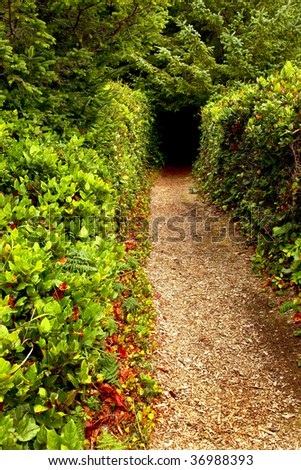 Wood chipped hiking trail, edge by hedges leading into the forest.