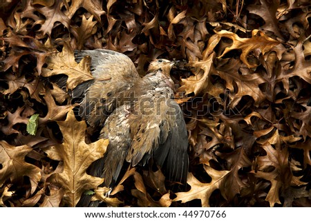Photographed for art concepts, a dead bird found amongst fallen leaves. Shallow depth of field, focus is on the bird.