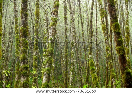 Portrait of a grove of red alder trees in an Oregon forest.