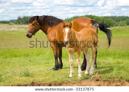 Quarter horse mare caring for her newborn foal