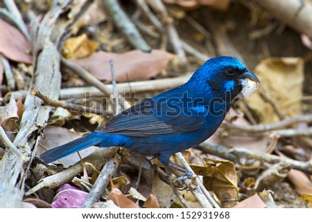 Blue Bunting in West Mexico/ Male Blue Bunting (Cyanocompsa parellina) near the community of Ixtlahuahuey, south of Puerto Vallarta in the State of Jalisco, Mexico.