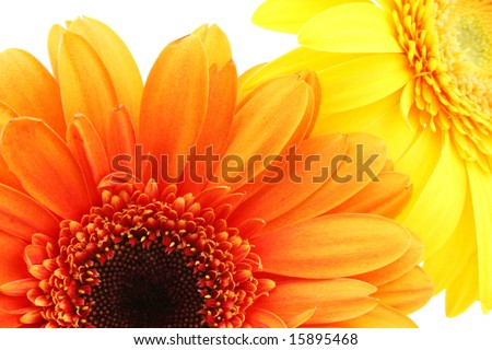 orange and yellow round flowers