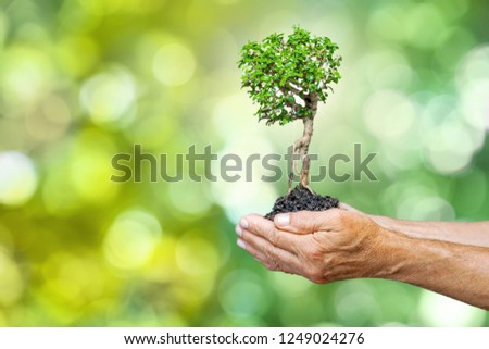 Ecology concept child human hands holding big plant tree with on blurred background world environment