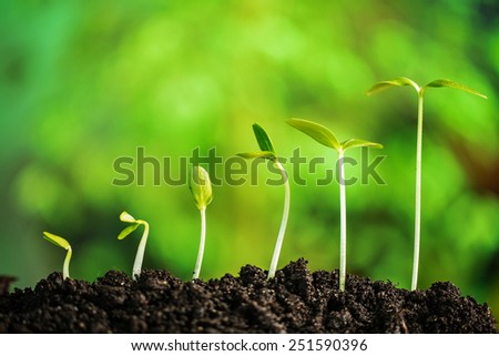 Plant-New life