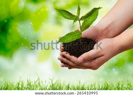 Plant. Small plant cupped in child\'s hands
