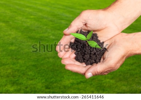 Development. Macro close up of baby hands holding small green plant.